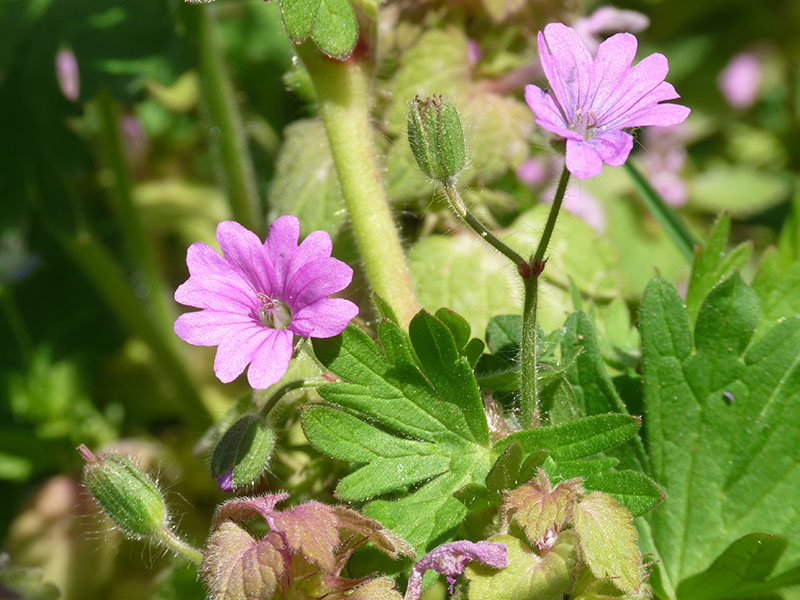 Geranium molle / Geranio volgare